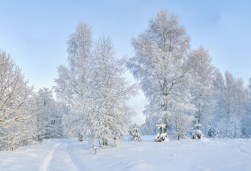 зима, снегопад, березы, подмосковье Снежная зима фото превью