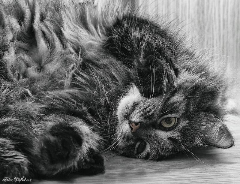 *** фото превью