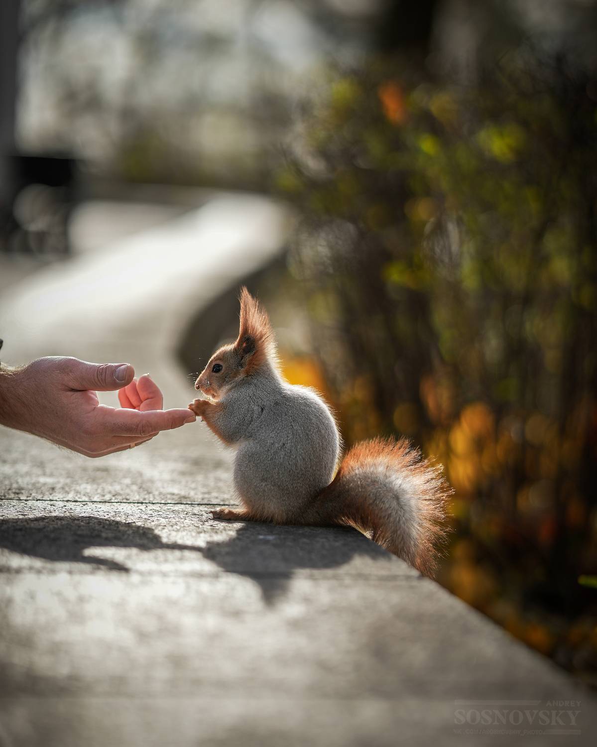 , Сосновский Андрей