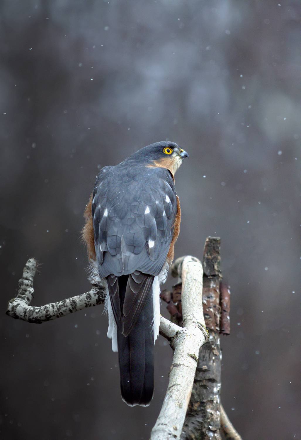 природа, Валерий Черняк