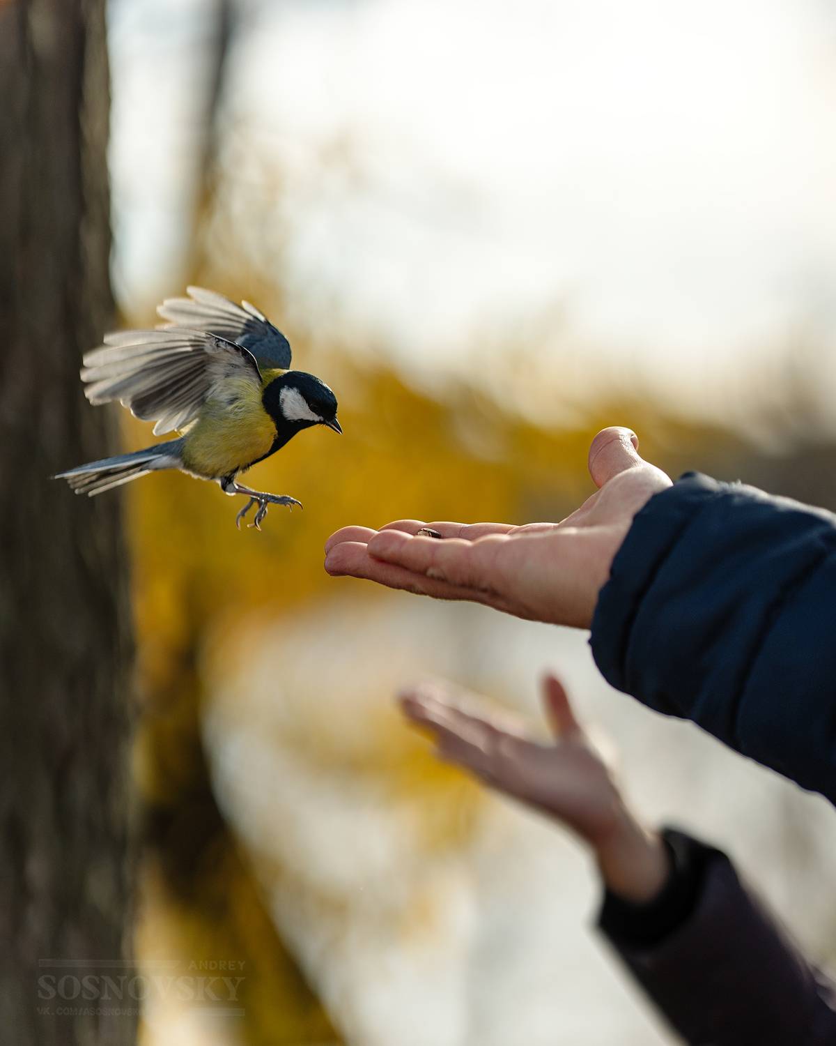 , Сосновский Андрей