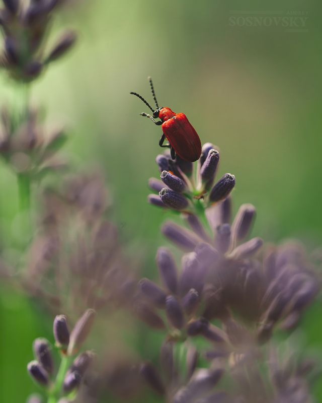 Перст указующий фото превью