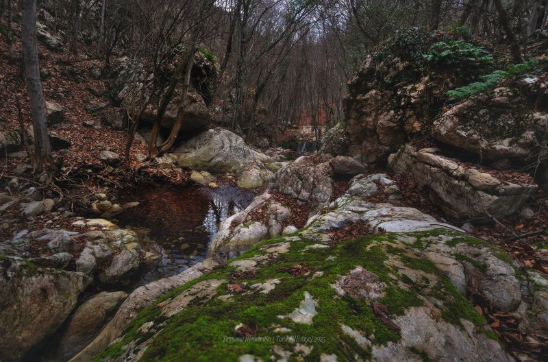 крым, зима, зима в крыму, цветы, растения, crimea, landscape, nature, севастополь Январский Крым фото превью