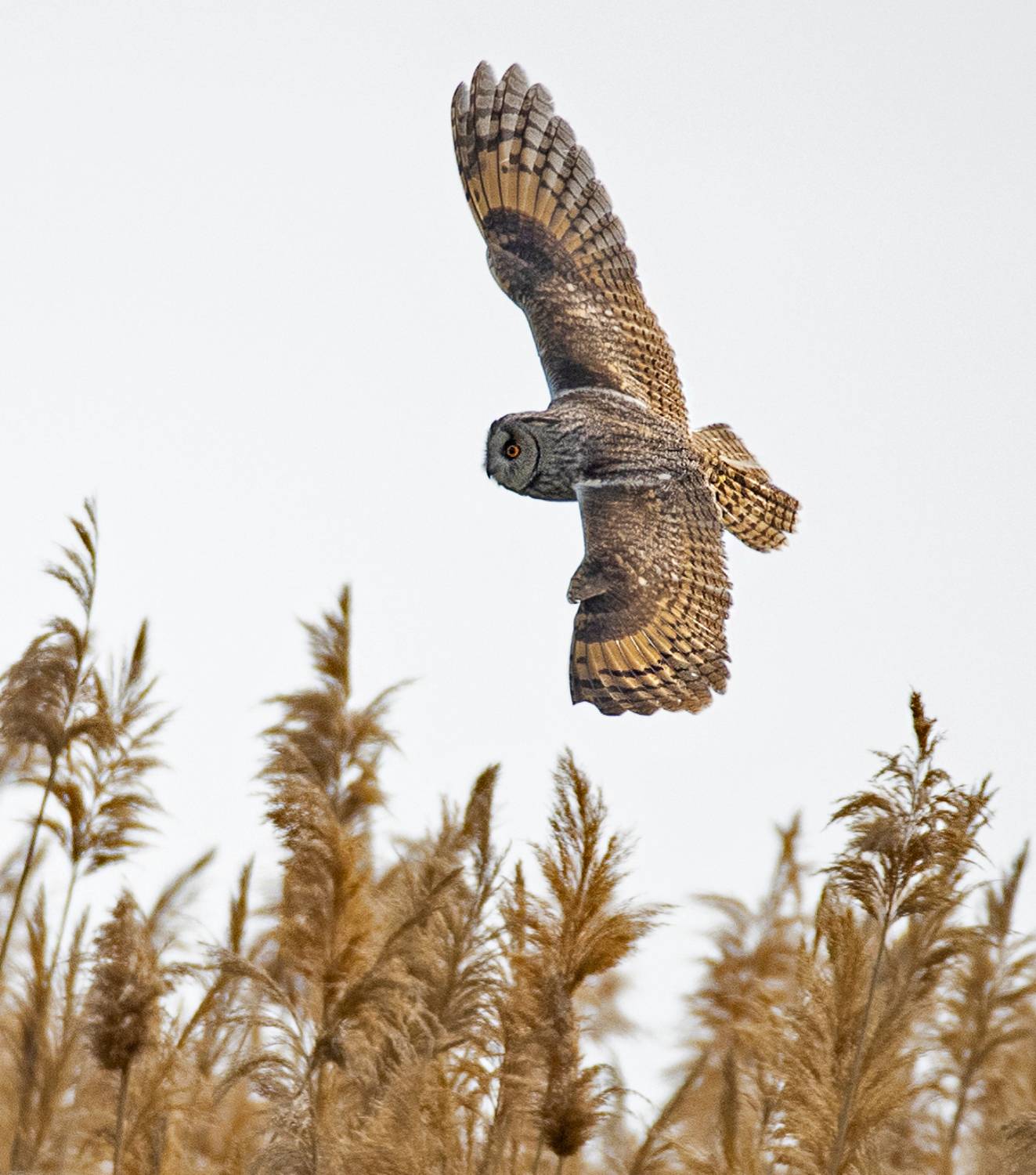 сова, Lena Gurdina