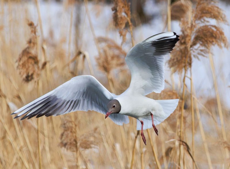 птицы, чайка Чайка фото превью