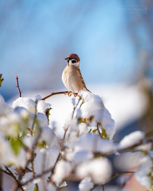 Воробьишка фото превью