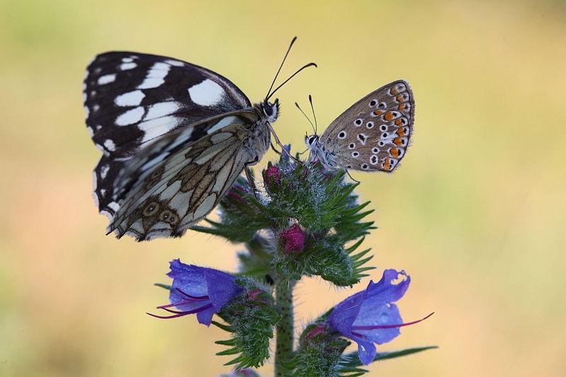 *** фото превью
