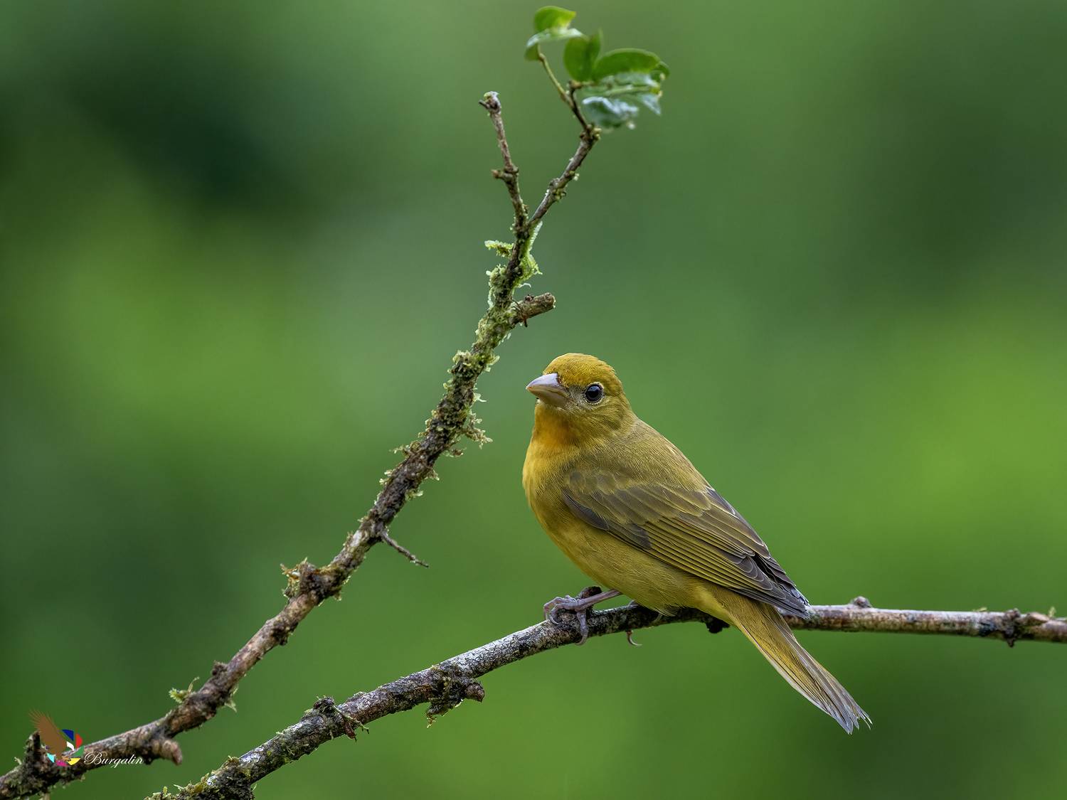 , Fernando Burgalin Sequeira