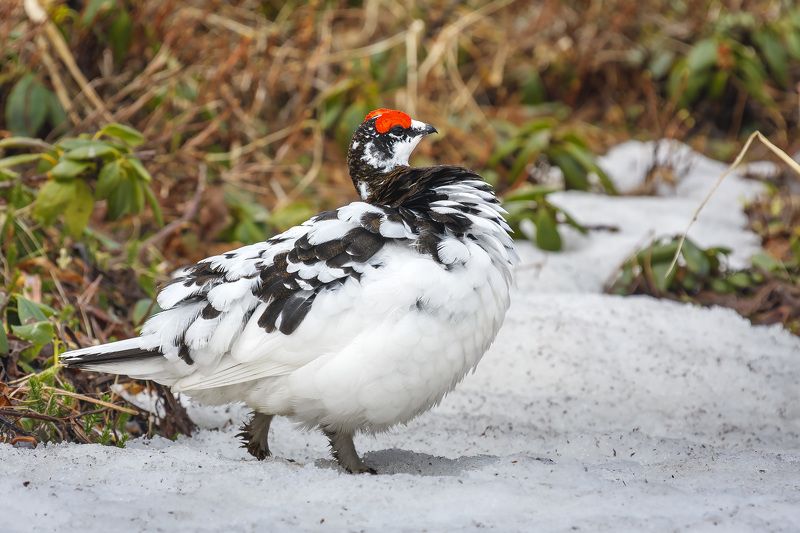 К вашим услугам, мадам! фото превью
