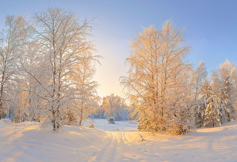 зима, снег, солнце, березы, , изморозь, лыжня, снегопад Несказанный свет фото превью