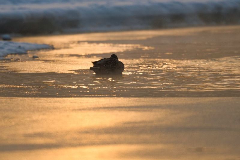 Утро на Ангаре фото превью