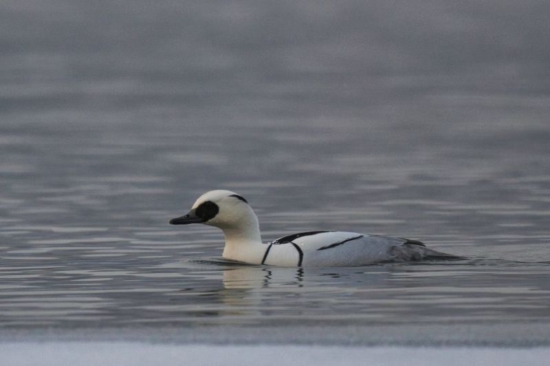 Луток фото превью