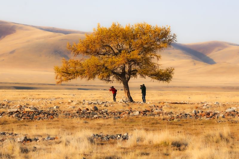 алтай, горный алтай, чуйстая степь, осенний алтай, юстыт, лиственница, осень, золотая осень Долина реки Юстыт фото превью