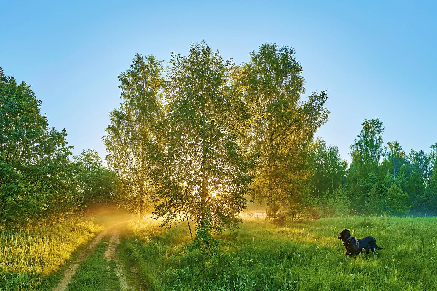лето восход туман солнце собака живность, Юрий Спасенников