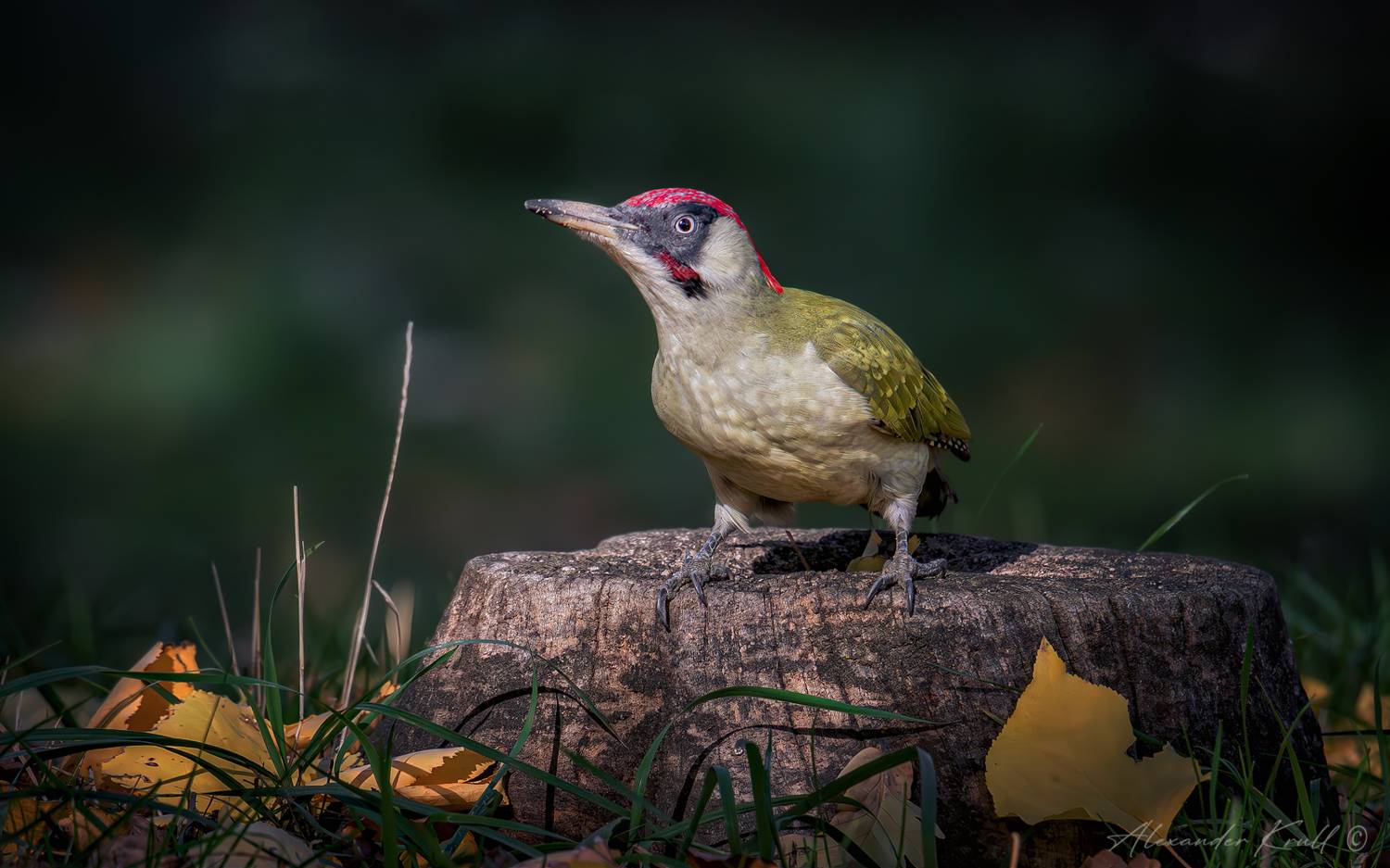 дятел, зеленый дятел, picus viridis, Круль Александр