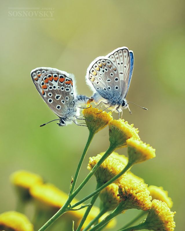 Про любовь фото превью