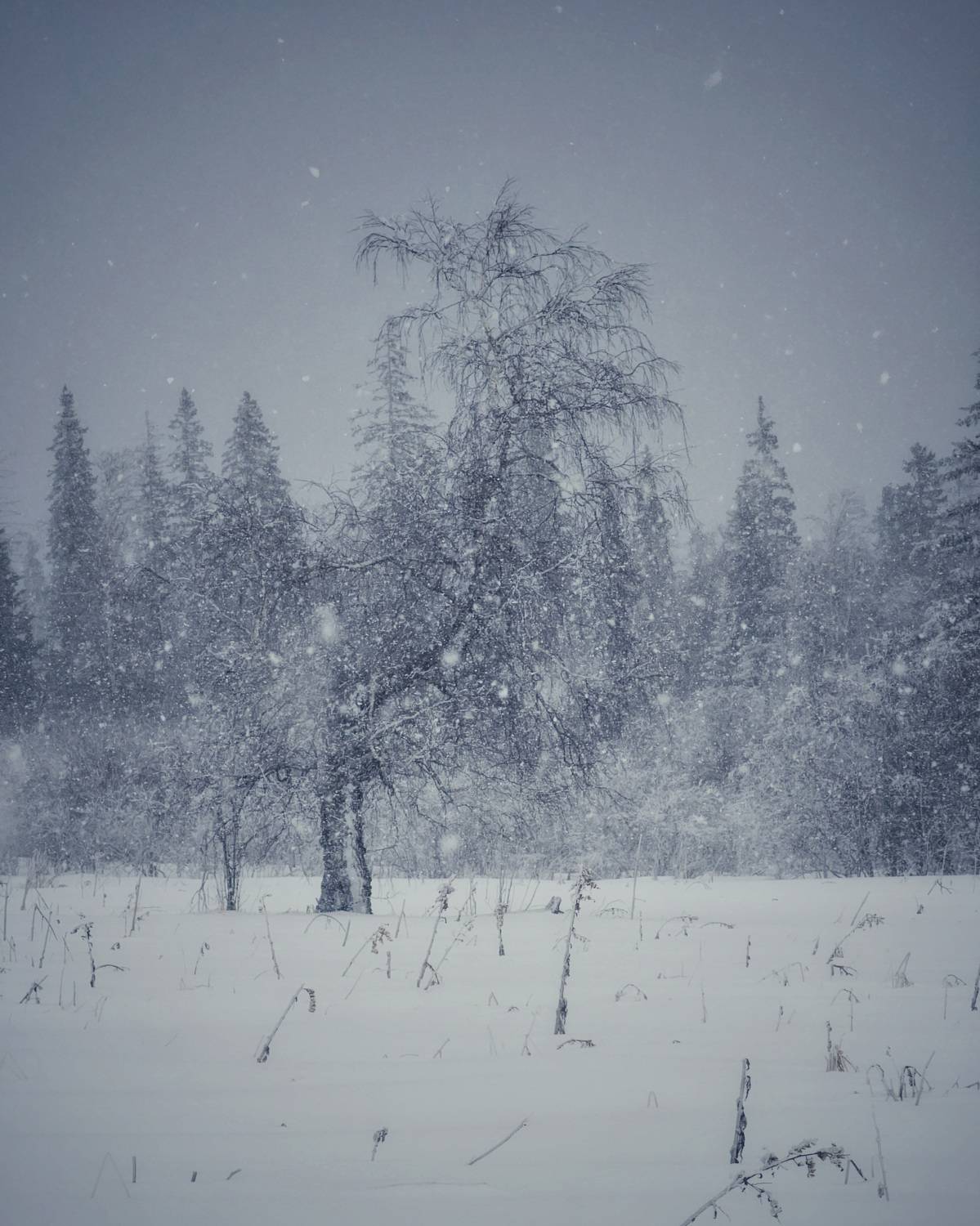 береза, зима, снег, пейзаж, снегопад, Кузнецов Кирилл