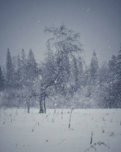 Под снегом