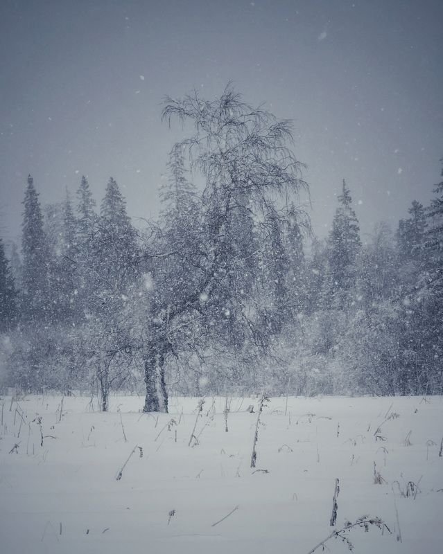 Под снегом фото превью