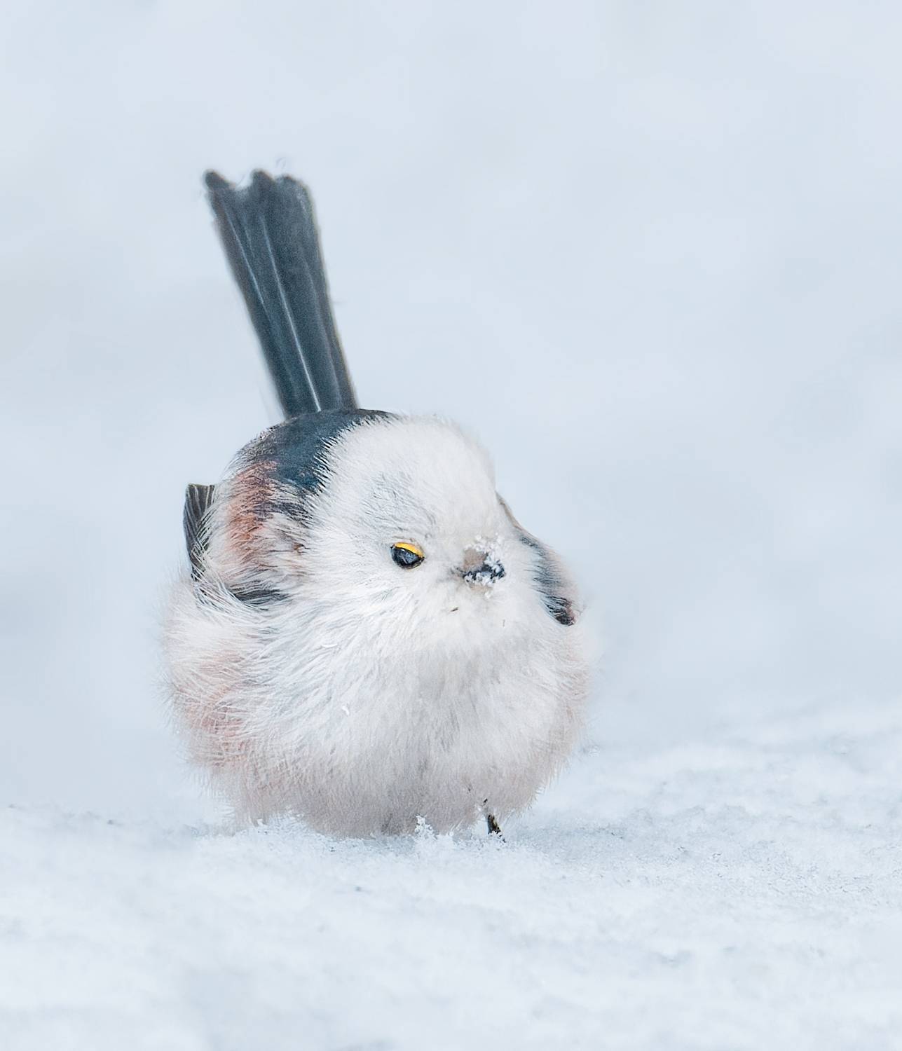 , Фото Александр