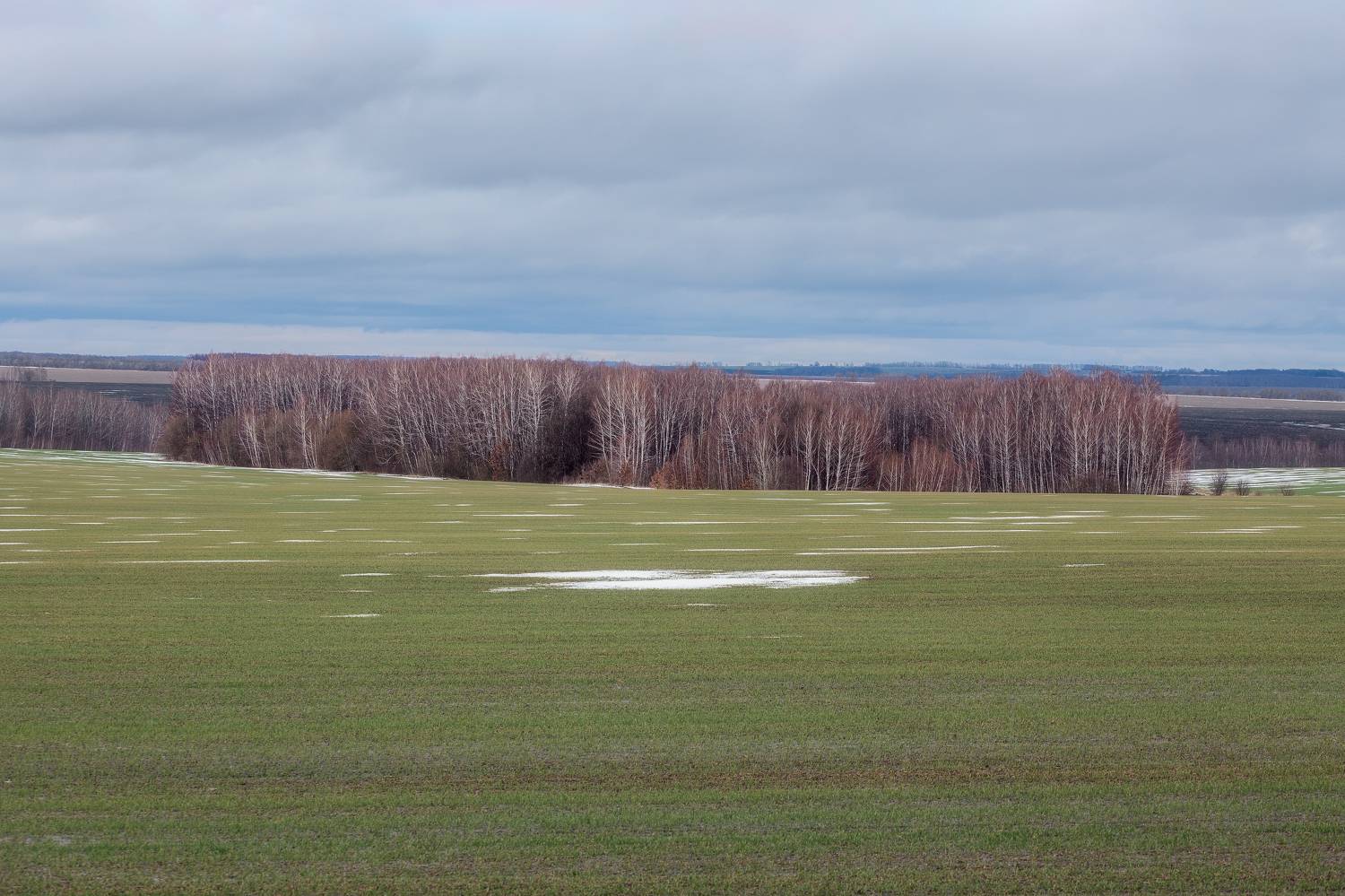 природа, зимний пейзаж, поля, Тульская область, пейзаж, озимые, природа средней полосы, Мартыненко Дмитрий