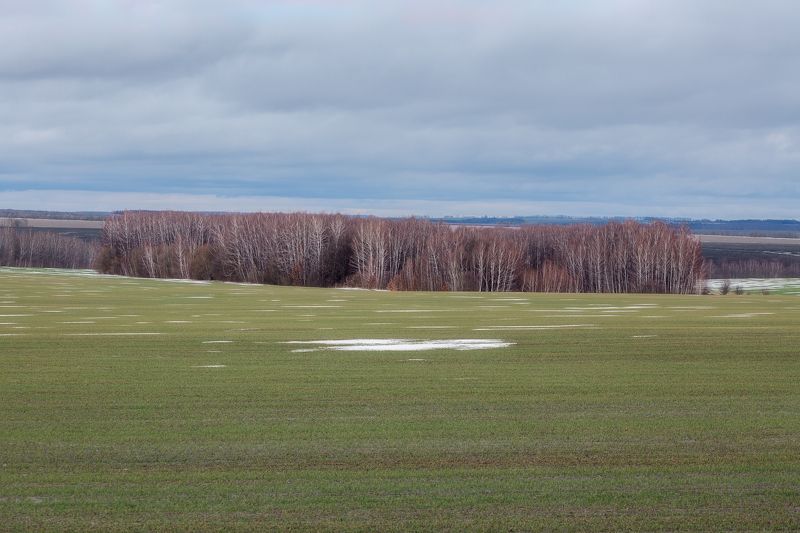 природа, зимний пейзаж, поля, Тульская область, пейзаж, озимые, природа средней полосы Теплая зима в Тульской области фото превью