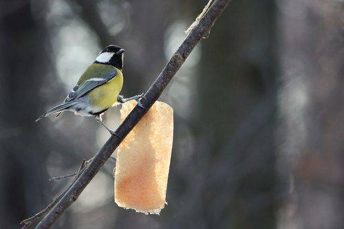 Большак (Parus major)