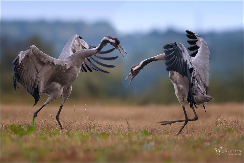 Битва фото превью