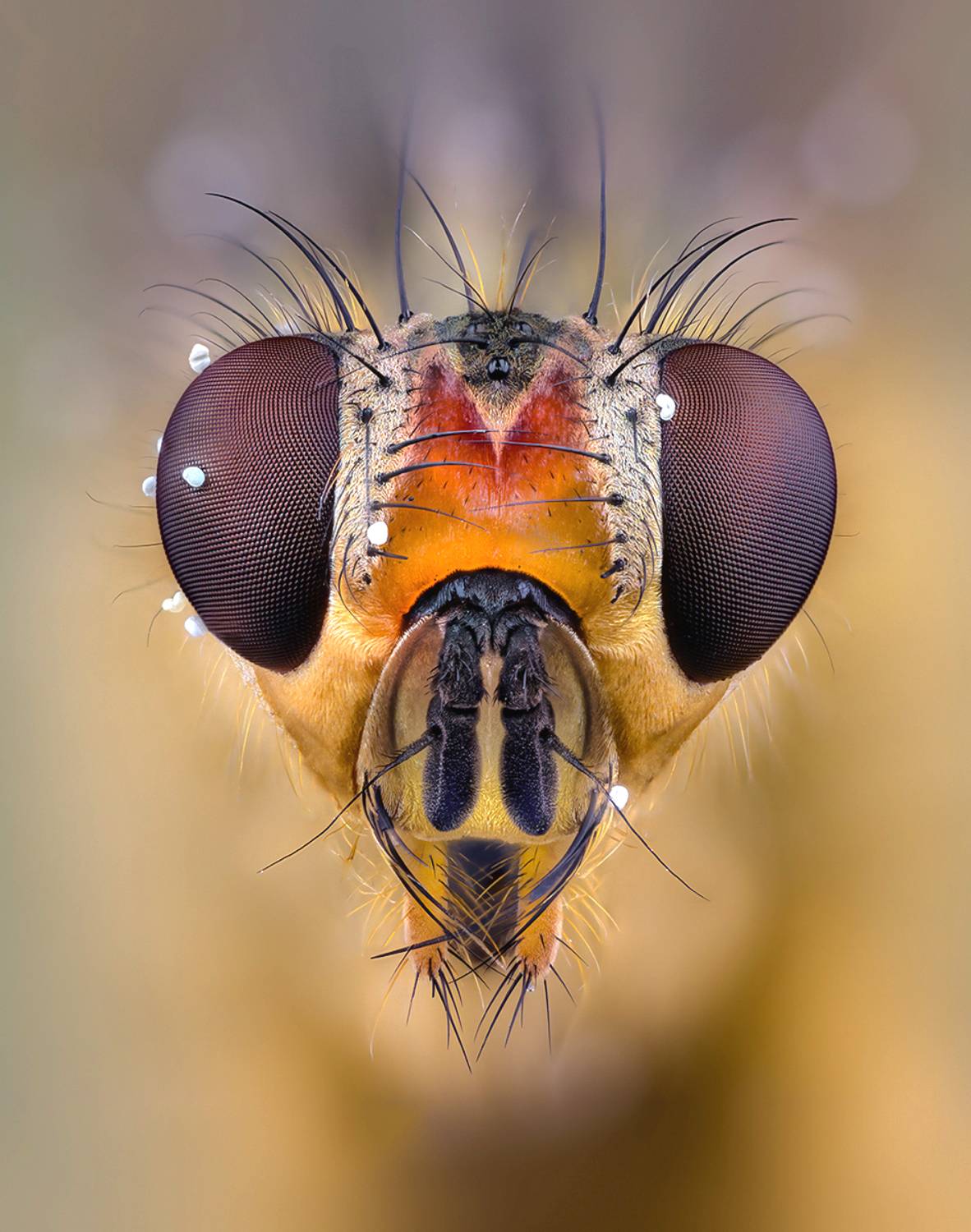 diptera sp., Kavaliauskas Eugenijus