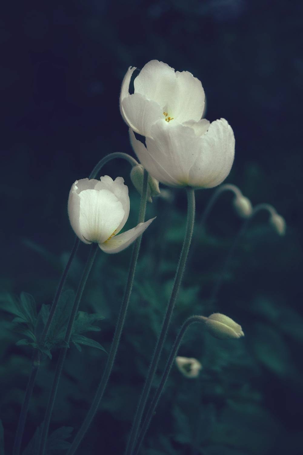 , Юлияна Стоянова