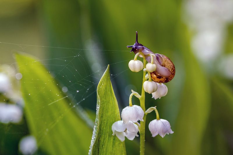 улитка, ландыш, паутина, макро, macro На ландыше фото превью