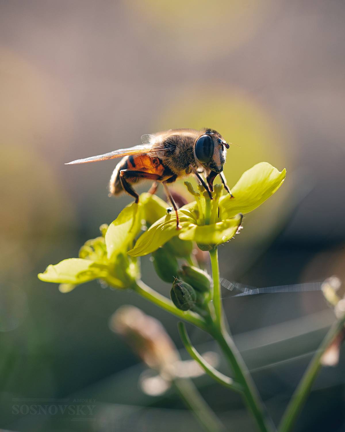 , Сосновский Андрей
