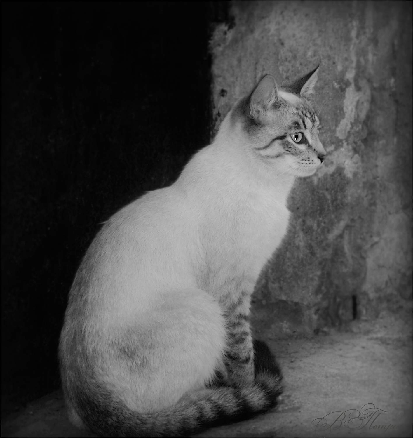 кошка, стена, Вера Петри