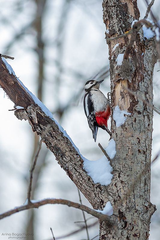 *** фото превью