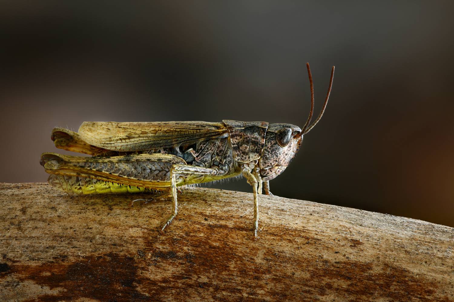 , Антон Финевич