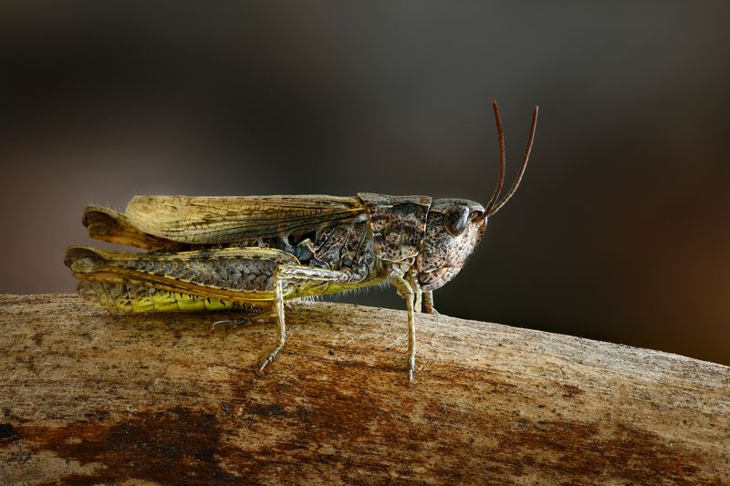 Кобылка фото превью