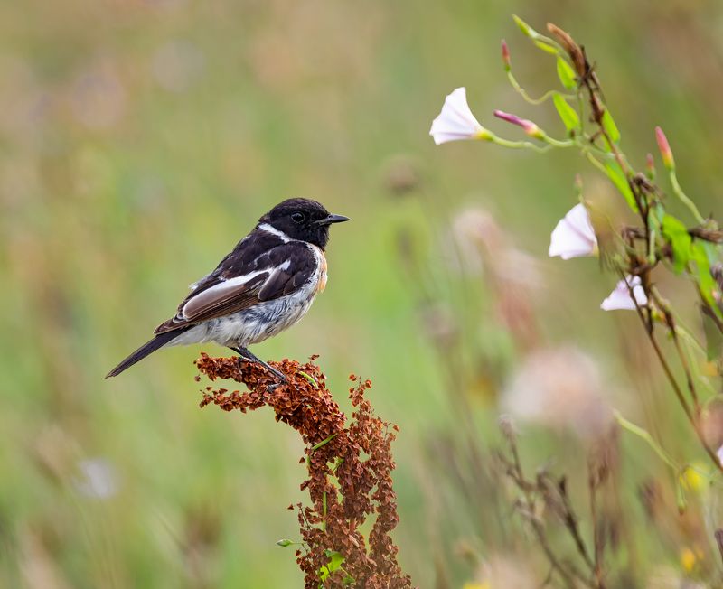 птица, черноголовый чекан, Черноголовый чекан. ( 5 ФОТО) фото превью