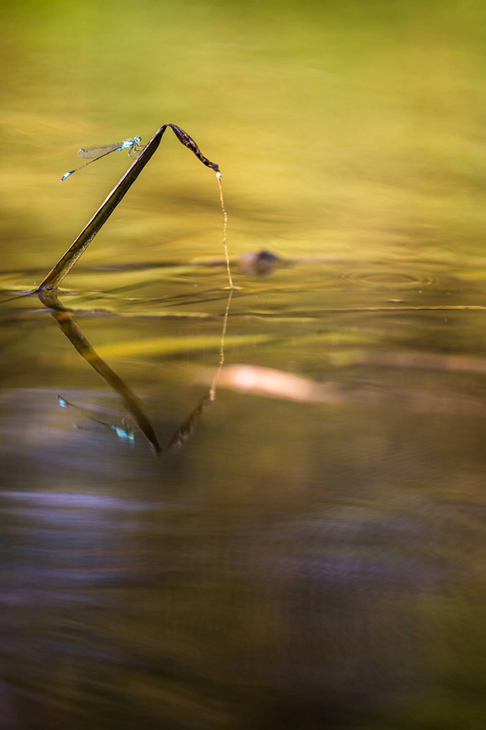 , Илья Михеев