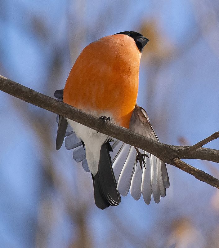 снегирь Обыкновенный снегирь фото превью