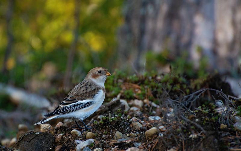 Пуночка :) фото превью