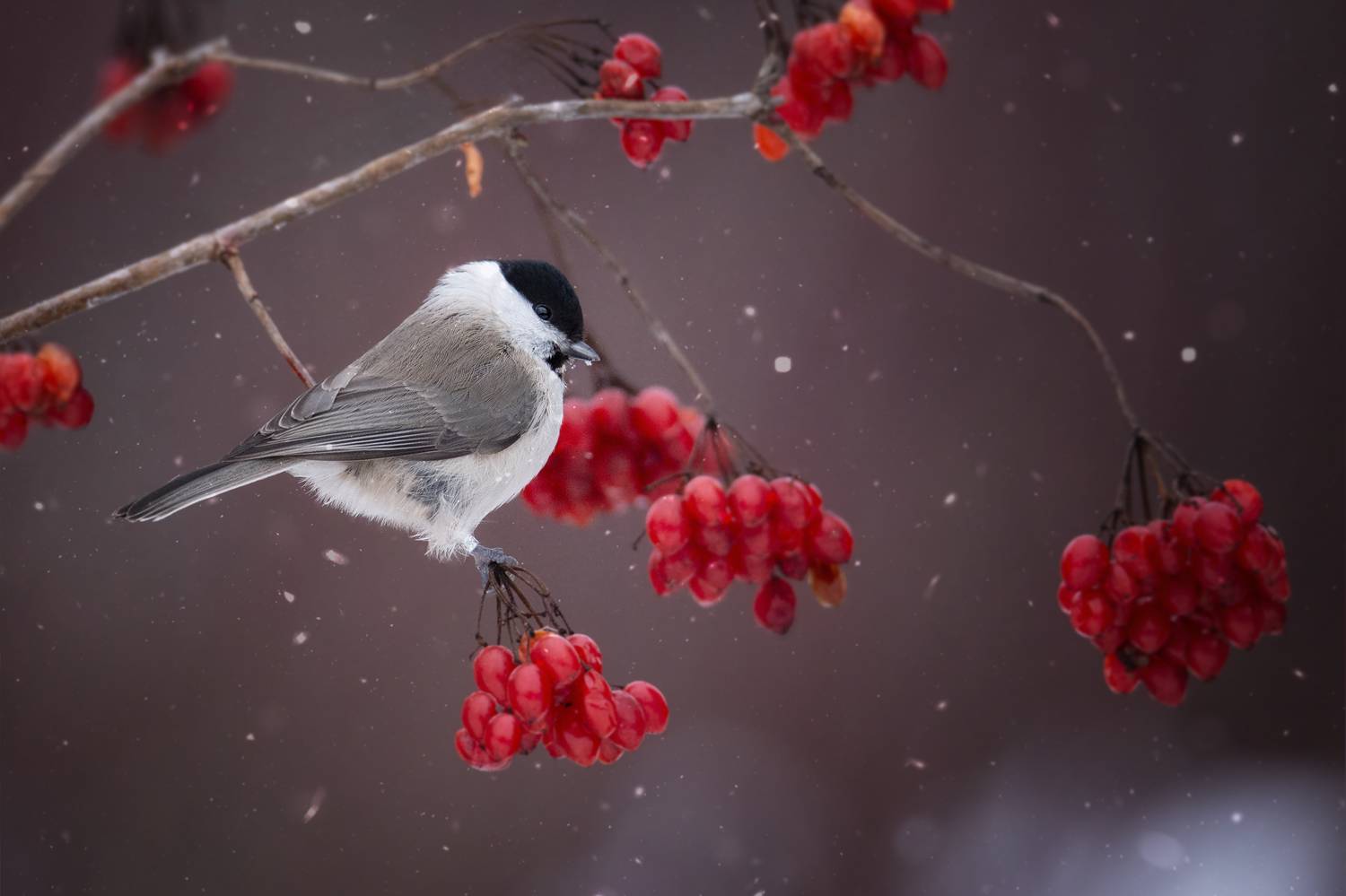 , Татьяна Проценко