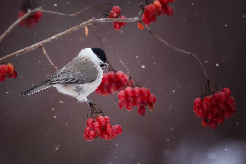 Гаичка на калине фото превью