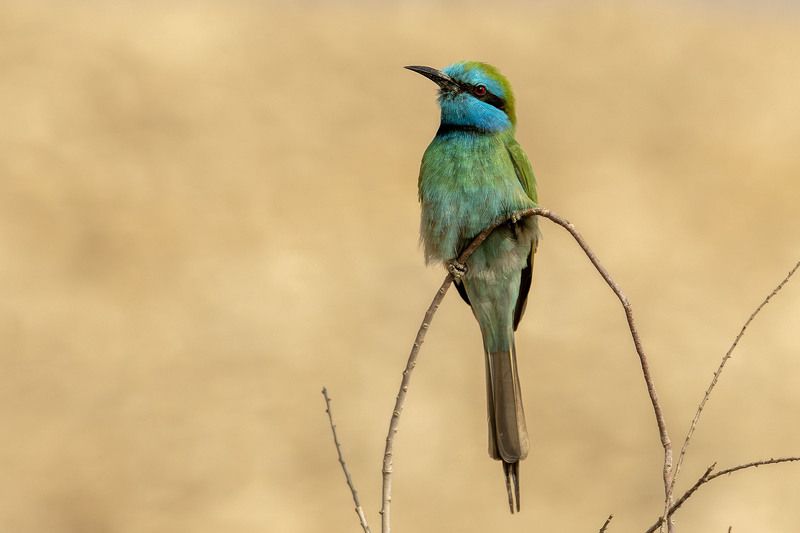 BeeEater фото превью
