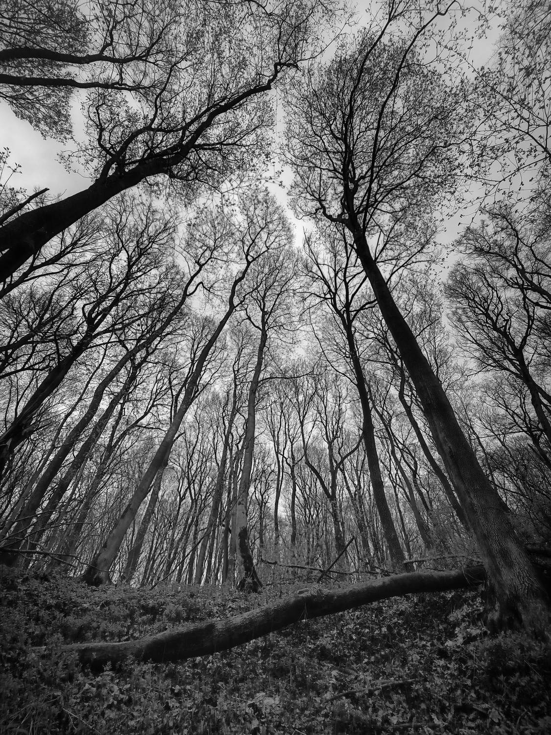 , Кондрашова Светлана