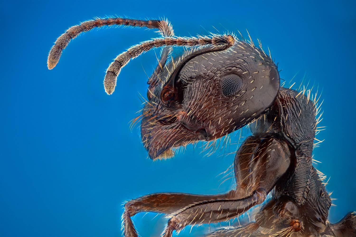 ceclii, macro, Ganev Tsvetan