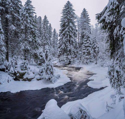 Лесная река