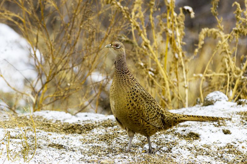 природа Самка фазана фото превью