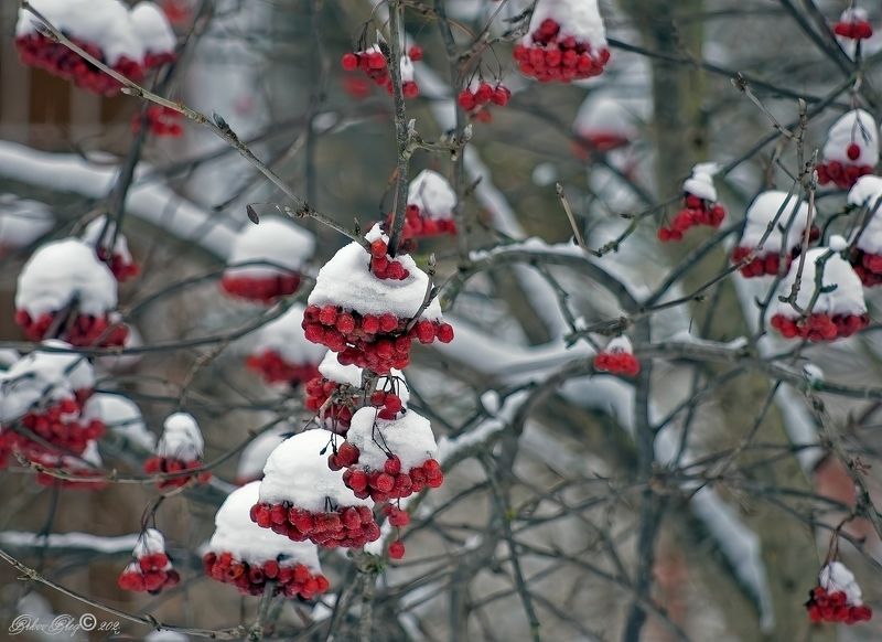 *** фото превью