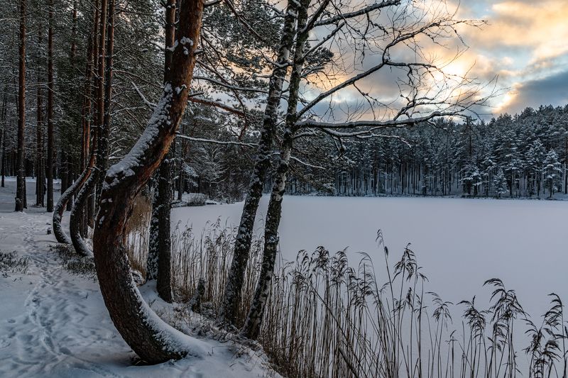 Танцующие сосенки фото превью