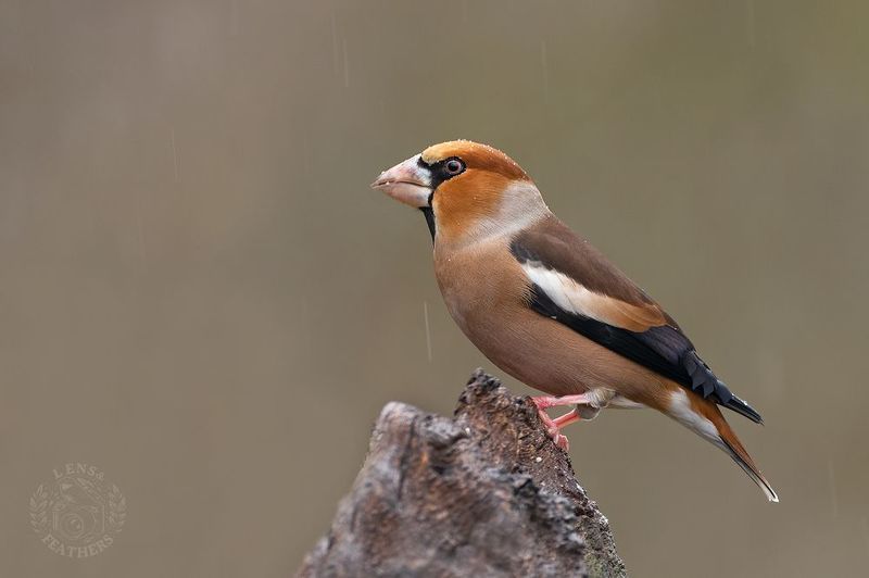 Дубонос - Lens and Feathers фото превью